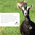 A2 16 1 Mt. Capra Non-Fat Goat Milk | Powder from Non-GMO, Grass-Fed Goats, Creamy, Great Tasting, Easy to Digest, Milk
