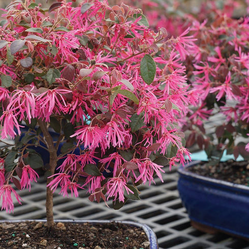 3 8-12 Inches Brussel's Bonsai - Live Chinese Fringe Flower Bonsai Tree, Outdoor Bonsai Tree Live Plant in Decorative