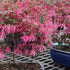 3 8-12 Inches Brussel's Bonsai - Live Chinese Fringe Flower Bonsai Tree, Outdoor Bonsai Tree Live Plant in Decorative