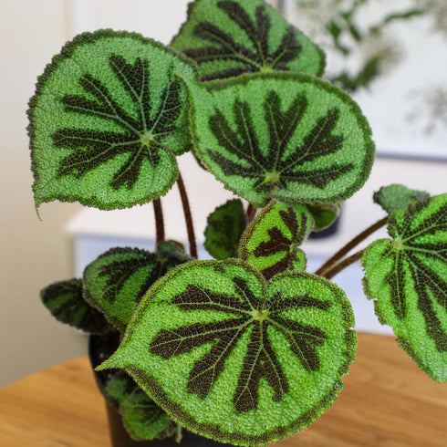6" Begonia Masoniana Rock, Live Houseplant Decor in White Pot, Textured Leaves, Easy Botanical Gift, Iron Cross