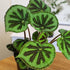 6" Begonia Masoniana Rock, Live Houseplant Decor in White Pot, Textured Leaves, Easy Botanical Gift, Iron Cross