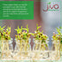 4 LB Jiva Organics Organic Mung Beans Whole LARGE Bag - Green Moong Bean