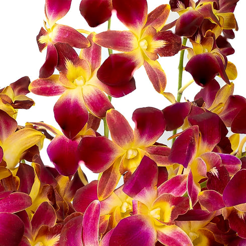 Generic 10 Fresh Cut Orchids Flowers Bouquet - PRIME QUALITY - Perfect for Weddings, Birthdays, Anniversaries, Gifts