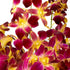 Generic 10 Fresh Cut Orchids Flowers Bouquet - PRIME QUALITY - Perfect for Weddings, Birthdays, Anniversaries, Gifts