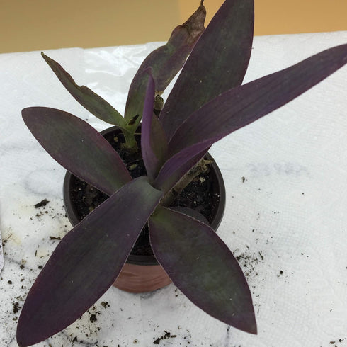 The Garden Path Setcreasea 4" Purple Heart Plant - - Indoors or Out - Easy - Pot