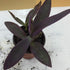 The Garden Path Setcreasea 4" Purple Heart Plant - - Indoors or Out - Easy - Pot