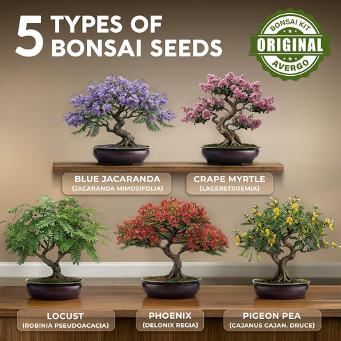 5X AVERGO Bonsai Tree Kit Classic - Unique Japanese Bonzai Trees | Complete Indoor Bonsai Starter Kits for Growing