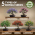 5X AVERGO Bonsai Tree Kit Classic - Unique Japanese Bonzai Trees | Complete Indoor Bonsai Starter Kits for Growing