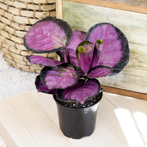 (3PK) 4 Inch Pet Safe Live Prayer Plant Calathea Collection in Pots, Pet Friendly Houseplants, Rattlesnake Plant