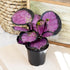 (3PK) 4 Inch Pet Safe Live Prayer Plant Calathea Collection in Pots, Pet Friendly Houseplants, Rattlesnake Plant