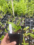 Aloha Hawaii Orchids 4" Dendrobium Suree Peach, Blooming Size Orchid, Comes in Pot Orchids from Hawaii