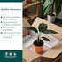 6" Calathea Beauty Star Live Plant in Growers Pot Easy Care Indoor Houseplant, Low Maintenance Tropical Prayer Plant