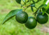 1.5 Lime Juice Powder, Pounds - Unsulfured, Made from Raw Dried Citrus Fruit, Vegan, Bulk, Great for Juices, Smoothies