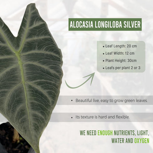 LEAL PLANTS ECUADOR Alocasia Longiloba Silver|Stunning Amazonian Elephant Ear Plant | African Mask Plant | Exotic