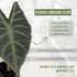 LEAL PLANTS ECUADOR Alocasia Longiloba Silver|Stunning Amazonian Elephant Ear Plant | African Mask Plant | Exotic