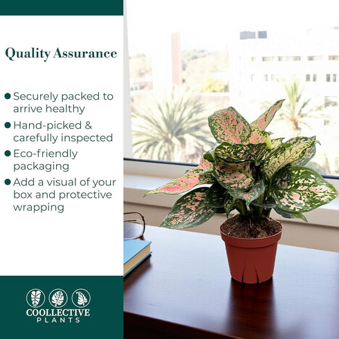 4" CoollectivePlants Aglaonema Katrina | Live Indoor Chinese Evergreen Plant in Pot, Easy Care, Low Maintenance, Green