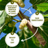 Mulberries, Mulberry, 15 OZ (3 Packs 5 OZ) Happy Village Organic Dried Sun-Dried White of - No Added Sugar, Non-GMO