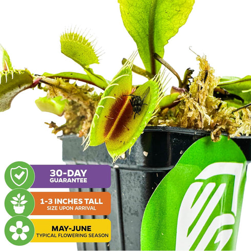 Mammoth' Venus Fly Trap Live Plant - Dionaea muscipula by Wellspring Gardens - Large Carnivorous Traps - Indoor Plant