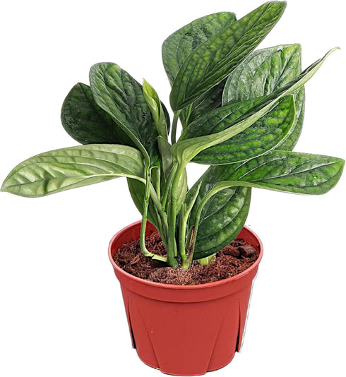 Monstera Peru | Live Plant in a 4 Inch Growers Pot |