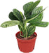 Monstera Peru | Live Plant in a 4 Inch Growers Pot |