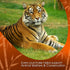 Tiger Spice Chai Tea Latte Mix, 14 Oz, Organic Spices, Black Tea, Dairy Free, 14 Servings