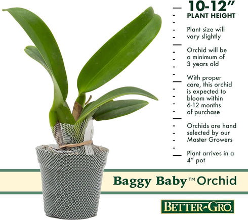 4" 6-12 Better-Gro Cattleya Hybrid RLC. Goldenzelle 'Lemon Chiffon, Live Plant, Blooms in Months with Proper Care