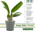 4" 6-12 Better-Gro Cattleya Hybrid RLC. Goldenzelle 'Lemon Chiffon, Live Plant, Blooms in Months with Proper Care