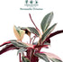 6" CoollectivePlants Stromanthe Triostar Live Plant in Pot Tricolor Indoor Houseplant, Pink Green White Variegated