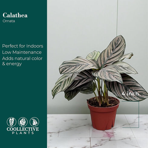 4" Calathea Ornata Live Plant in Pot Prayer Plant Indoor Houseplant, Pet Friendly, Easy Care, Low Maintenance Tropical