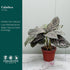 4" Calathea Ornata Live Plant in Pot Prayer Plant Indoor Houseplant, Pet Friendly, Easy Care, Low Maintenance Tropical