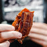 2 oz We The People Holsters - Applewood Smoke - Bacon Jerky - Bag
