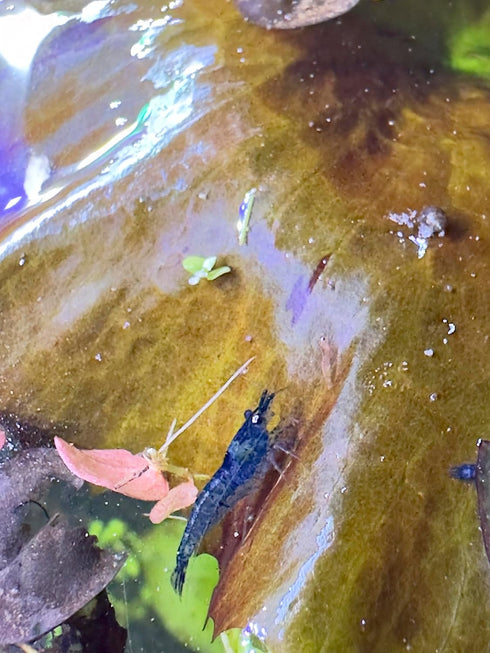 10 Live Neocaridina Blue Dream Shrimp - Stunning Blue Color - Juvenile Blue Dream Shrimp - Freshwater Aquarium Shrimp
