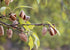 1 Food to Live Organic Dry Roasted Whole Almonds with Himalayan Salt, Pound Non-GMO, Oven Roasted, Lightly Salted, No