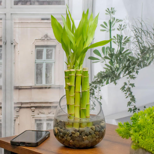 6 Inch 10 NW Wholesaler - Live Indoor Lucky Bamboo Bundle of Stalks - Live Indoor Houseplants for Home Decor, Floral