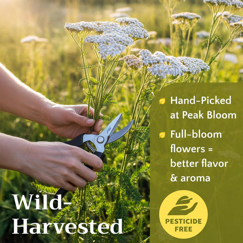 2oz Dried Yarrow Flowers Tea - Natural Yarrow Flower Herb Bulk - Achillea Millefolium Herbs - Loose Leaf Cut