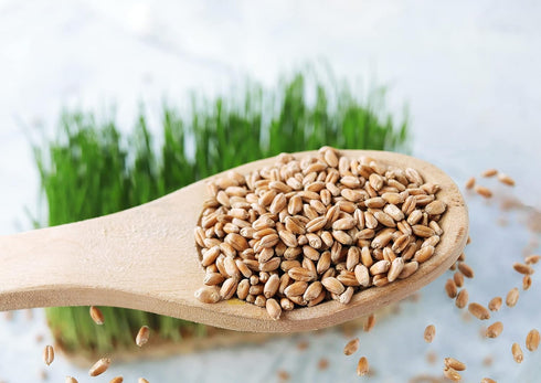 8 Food to Live Wheat Berries, Ounces Sprouting for Wheatgrass, Kosher, Raw, Vegan, Bulk