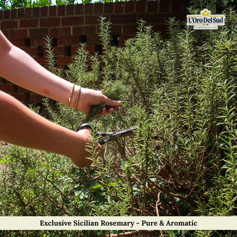 1.4 oz (40 Whole Rosemary Bunch, g), Rosemary Stems, Fresh Grown in the Mountains of Sicily, Italian, Sicilian Dried