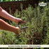 1.4 oz (40 Whole Rosemary Bunch, g), Rosemary Stems, Fresh Grown in the Mountains of Sicily, Italian, Sicilian Dried