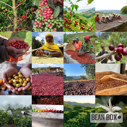 310 Organic Rainforest Blend - Roasted by Klatch Coffee - Whole Bean Coffee - Gram Bag