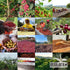 310 Organic Rainforest Blend - Roasted by Klatch Coffee - Whole Bean Coffee - Gram Bag