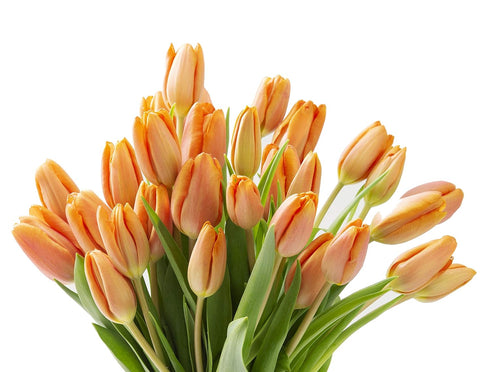Blooms2Door 30 - Orange Tulips (Farm-Fresh Flowers and Homegrown in the USA) - Fresh Flowers for Birthday, Valentine's