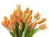 Blooms2Door 30 - Orange Tulips (Farm-Fresh Flowers and Homegrown in the USA) - Fresh Flowers for Birthday, Valentine's