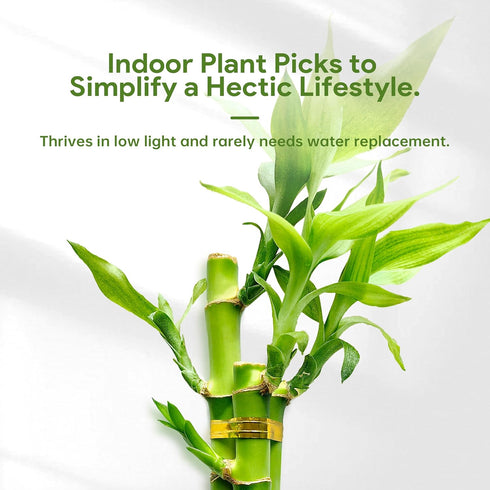 3 Set (2x4 1x6) Stalks Lucky Bamboo Plants Indoor Live - Multi-Height & for Good Luck & Prosperity - Easy Care