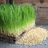 1 Lb Organic Non-GMO Whole Oat Grain Seeds (With Husk Intact)- Re-Sealable Pouch- Oats Seed Grains, for Sprouting, Oat