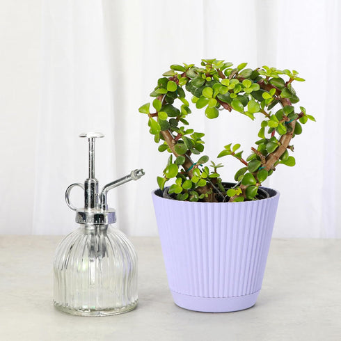 4-inch Thorsen's Greenhouse, Heart-Shaped Jade Bonsai Plant, Live Indoor Plant, Gift, Succulent Plant, Diameter Pot