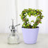 4-inch Thorsen's Greenhouse, Heart-Shaped Jade Bonsai Plant, Live Indoor Plant, Gift, Succulent Plant, Diameter Pot