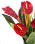 Generic Fresh Orchids and Tropical Flower Bouquet, Red Anthuriums, Red Ginger, Heliconia, Mixed Foliage, Hawaiian