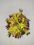 JoelsCarnivorousPlants 3 3 Inch Small Venus Flytraps - Fly Trap - (Dionaea Muscipula) Carnivorous Plant Pot