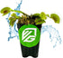 Mammoth' Venus Fly Trap Live Plant - Dionaea muscipula by Wellspring Gardens