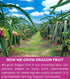 170g/6.0 Oz, 100% KAMVIVA Vietnam's Freeze Dried Dragon Fruit, Natural, Diced Dragonfruit, Red Pitaya Dry, No Sugar